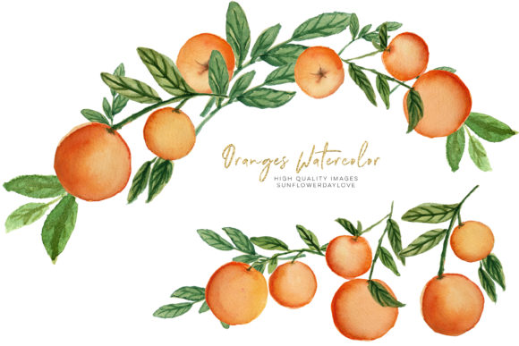 Download Orange Summer Elements Clipart, Citrus - Summer elements Collection